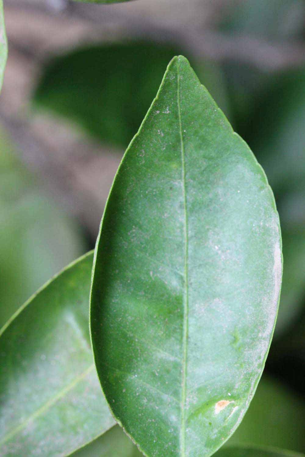              Margin (Riverside, CA)       